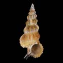 To Conchology (Cerithium citrinum BROWN)