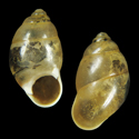 To Conchology (Signepupina ventrosa)
