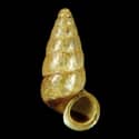 To Conchology (Liarea ornata)