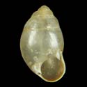 To Conchology (Signepupina ventrosa)