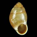 To Conchology (Signepupina ventrosa)