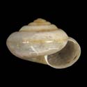 To Conchology (Trishoplita collinsoni casta)