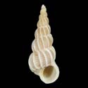 To Conchology (Boreoscala greenlandica)