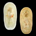 To Conchology (Scutus antipodes LARGE)