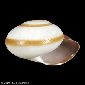 Shell Encyclopedia - Conchological MegaDatabase Iconographic