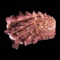 To Conchology (Cardita crassicosta WINE RED)