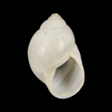 To Conchology (Rabdotus sufflatus)