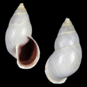 To Conchology (Neopetraeus vadum)