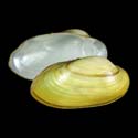 To Conchology (Unio tigridis)