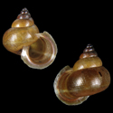 To Conchology (Boucardicus albocinctus)