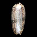 To Conchology (Oliva hayesi)