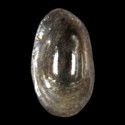 To Conchology (Gundlachia radiata)