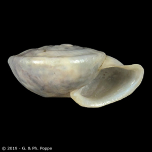 Shell Encyclopedia - Conchological MegaDatabase Iconographic