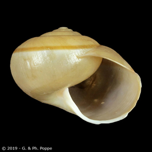 Shell Encyclopedia - Conchological MegaDatabase Iconographic