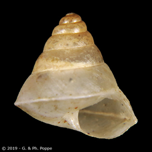 Shell Encyclopedia - Conchological MegaDatabase Iconographic
