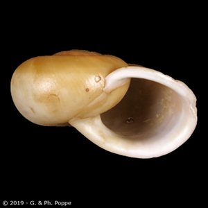 Shell Encyclopedia - Conchological MegaDatabase Iconographic