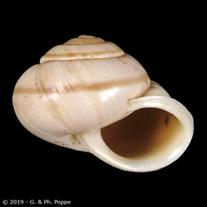 Shell Encyclopedia - Conchological MegaDatabase Iconographic