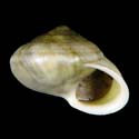 To Conchology (Helicina chionea)
