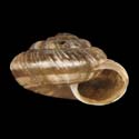 To Conchology (Xerocrassa penchinati)