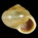To Conchology (Helicina orbiculata tropica)