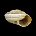 To Conchology (Xerocrassa pallaresica)