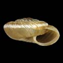 To Conchology (Xerocrassa ripacurcica ripacurcica)