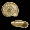 To Conchology (Xerocrassa ripacurcica ripacurcica)