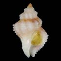 To Conchology (Coralliophila ahuiri)