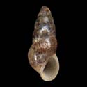 To Conchology (Hydrobia glyca)