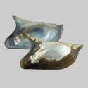 To Conchology (Prisodontopsis aviculaeformis)