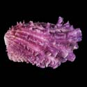 To Conchology (Cardita crassicosta PURPLE)