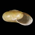 To Conchology (Mesomphix friabilis)
