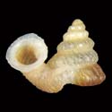 To Conchology (Plectostoma retrovertens)