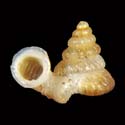 To Conchology (Plectostoma retrovertens)