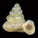 To Conchology (Plectostoma retrovertens)