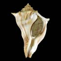 To Conchology (Busycon carica eliceans)