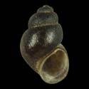 To Conchology (Pyrgulopsis californiensis)