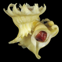 To Conchology (Latiaxis mawae YELLOW)