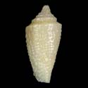 To Conchology (Endemoconus raoulensis YOUNG)