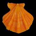 To Conchology (Notochlamys hexactes SPECIAL COLOR)