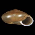 To Conchology (Aegista accrescens)