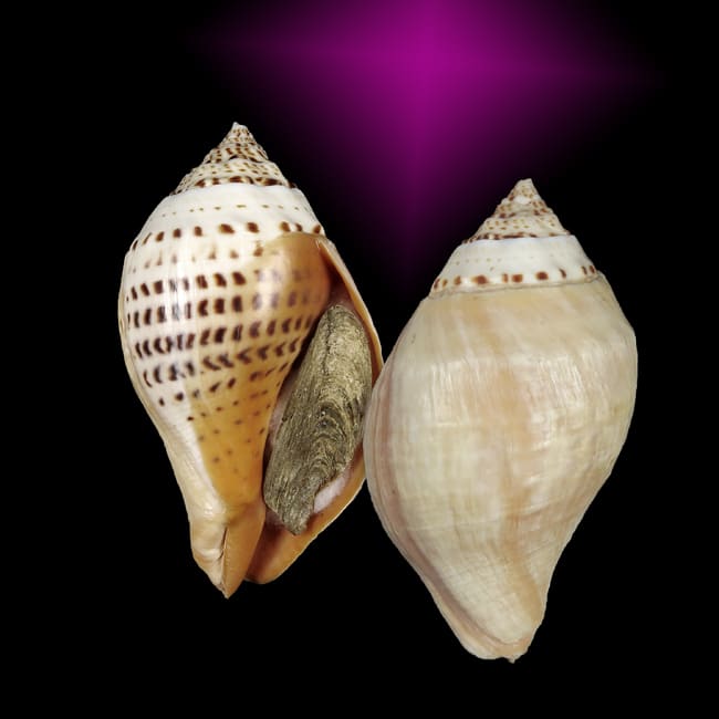 TURBINELLIDAE, Turbinella comorinensis | Conchology