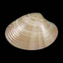 To Conchology (Callista erycina YOUNG)
