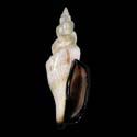 To Conchology (Canarium urceus urceus BLACK LIP FREAK)