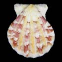 To Conchology (Bractechlamys vexillum PINK SUNRAY)