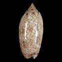 To Conchology (Oliva reticularis f. ernesti)