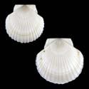 To Conchology (Mizuhopecten yessoensis ALBINO)
