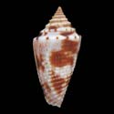 To Conchology (Jaspidiconus marinae)