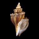 To Conchology (Neptunea cumingii PLAIN BROWN)
