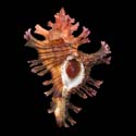 To Conchology (Chicoreus palmarosae PHILIPPINES SPECIAL COLOR)